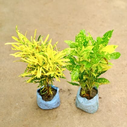 Set Of 2 - Baby Croton & Chironji Croton 3 in 1  in 4 Inch Nursery Bag