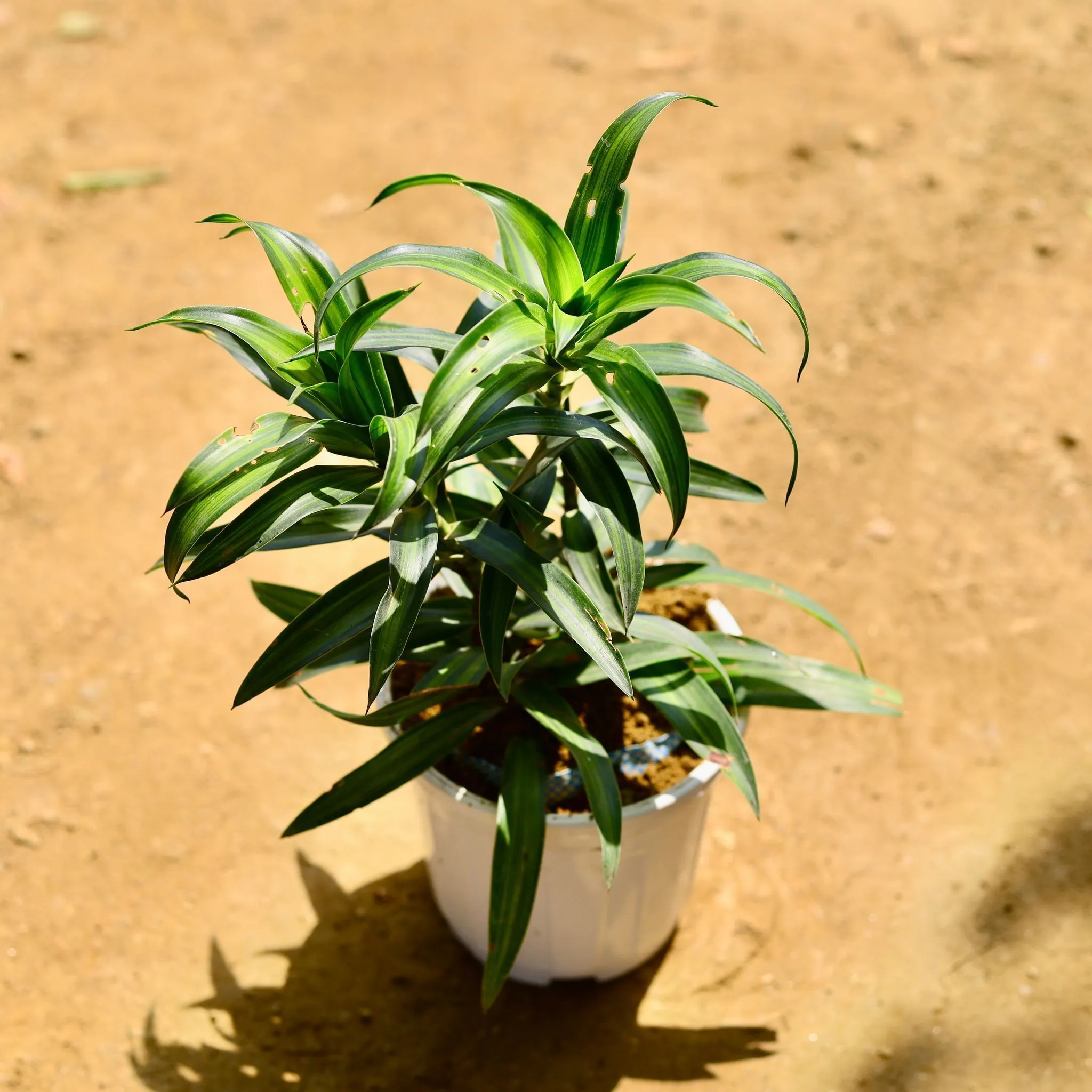 Dracaena Messenger / Song of India Green in 6 Inch White Super Nursery Pot
