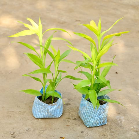 Set of 2 - Golden Lucky Bamboo in 4 Inch Nursery bag