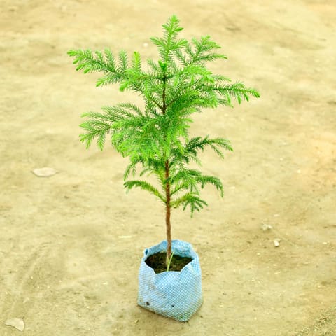 Araucaria in 4 Inch Nursery bag