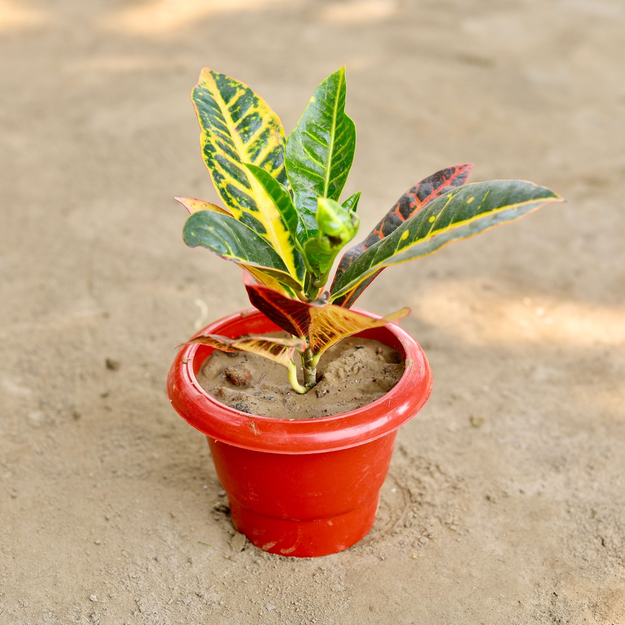 Croton Petra in 6 Inch Classy Red Plastic Pot