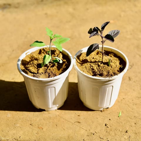 Set of 2 - Tulsi (Rama & Shyama) in 6 Inch White Super Nursery Pot