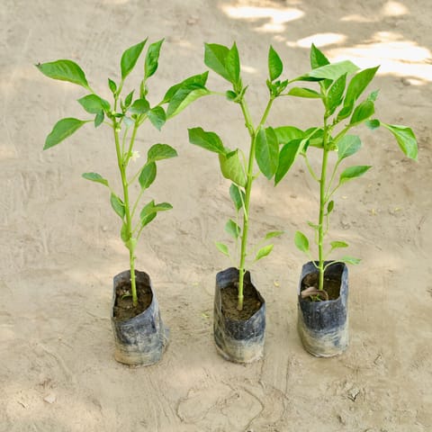 Set of 3 - Capsicum / Shimla Mirch (Any Colour) in 4 Inch Nursery bag