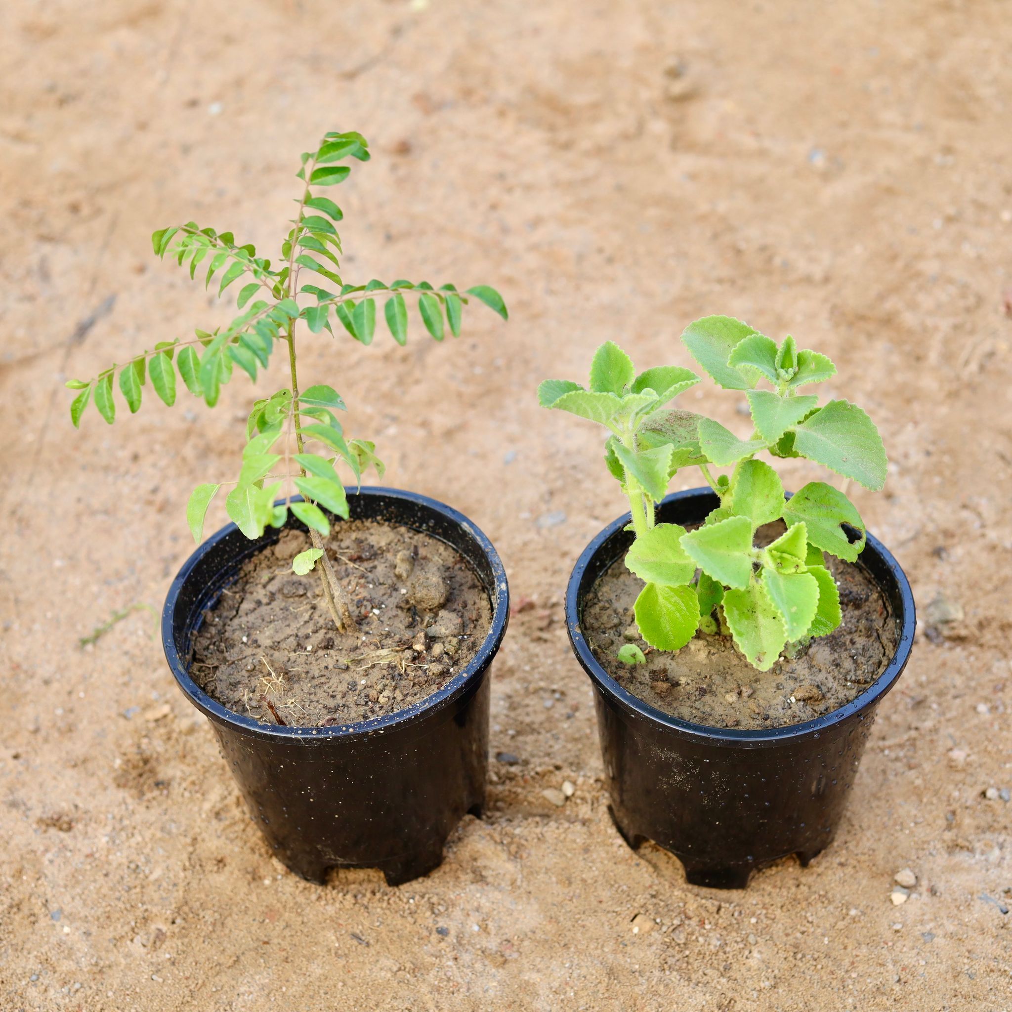 Set of 2 - Curry Patta & Ajwain in 6 Inch Nursery Pot