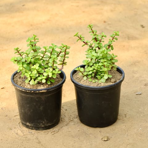 Set of 2 - Jade Plants in 6 Inch Nursery Pot