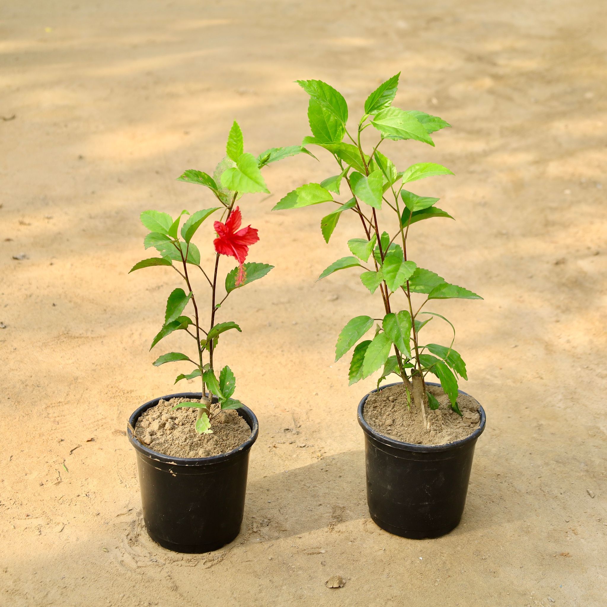 Set of 2 - Hibiscus Red in 6 Inch Nursery Pot