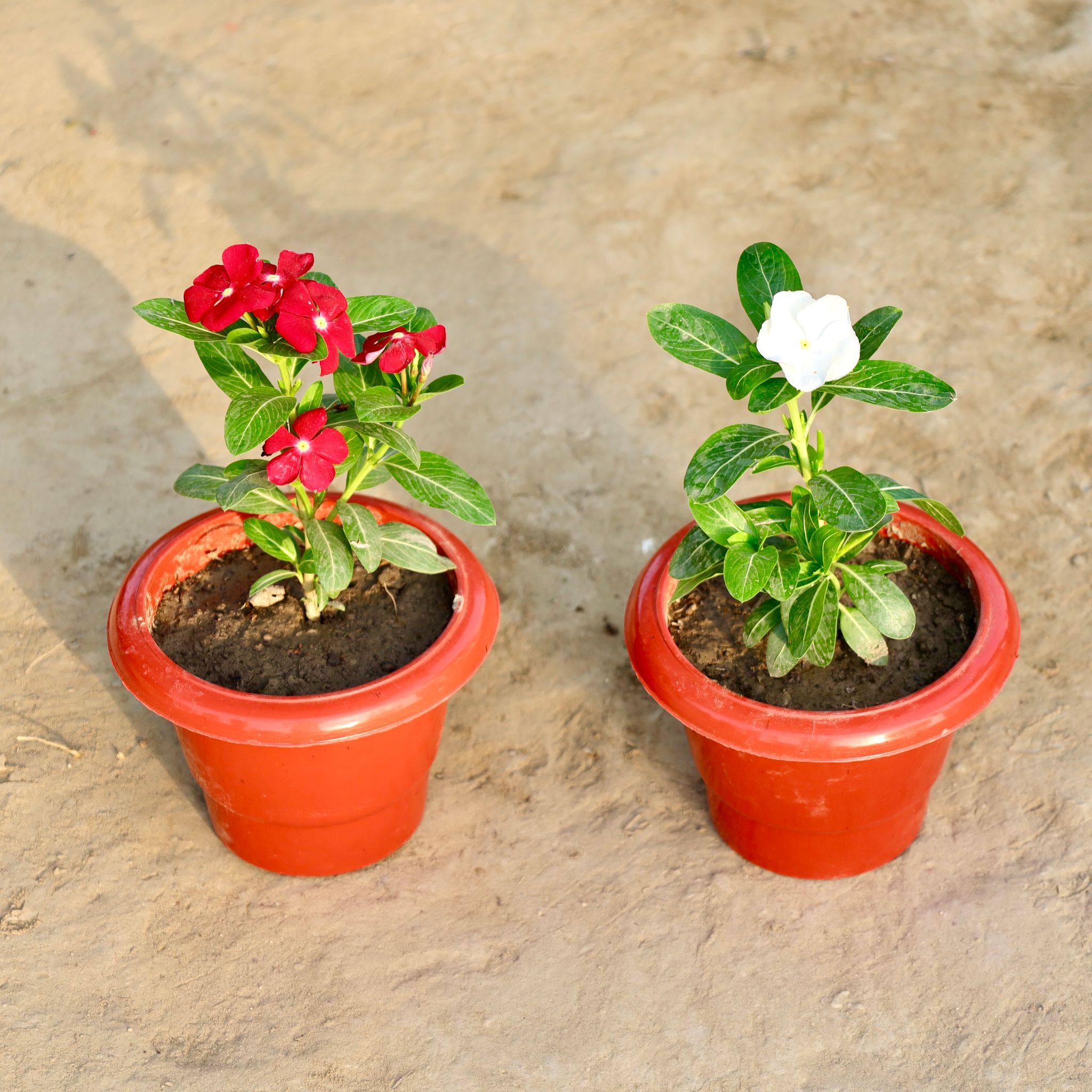 Set of 2 - Vinca / Periwinkle / Sadabahar (Any Colour) in 6 Inch Red Classy Plastic Pot