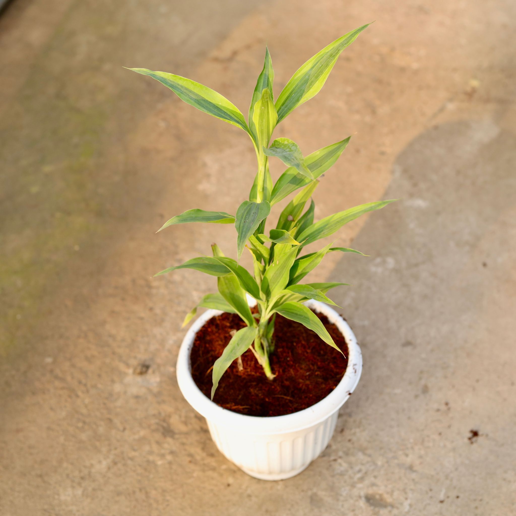 Lucky bumboo in 8 Inch White Olive Plastic Pot