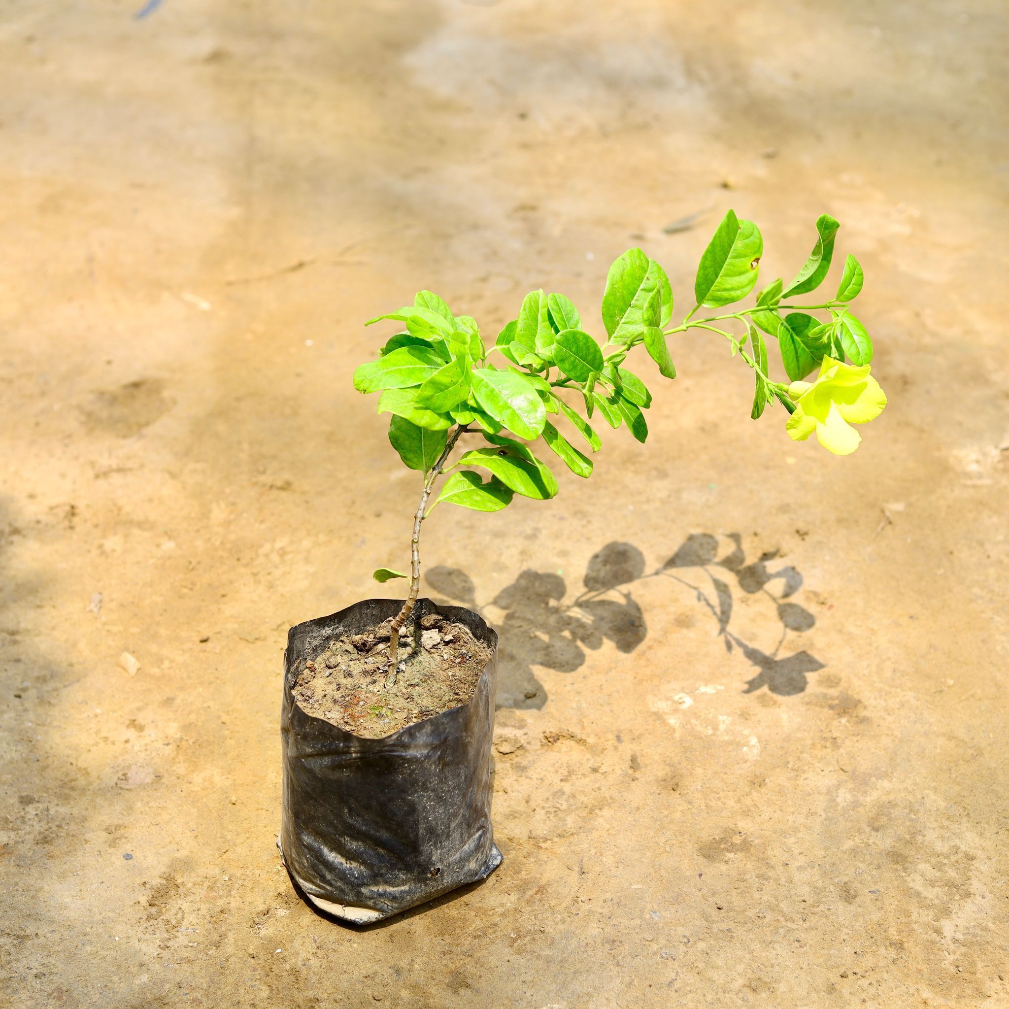Allamanda Yellow Creeper in 6 Inch Nursery Bag