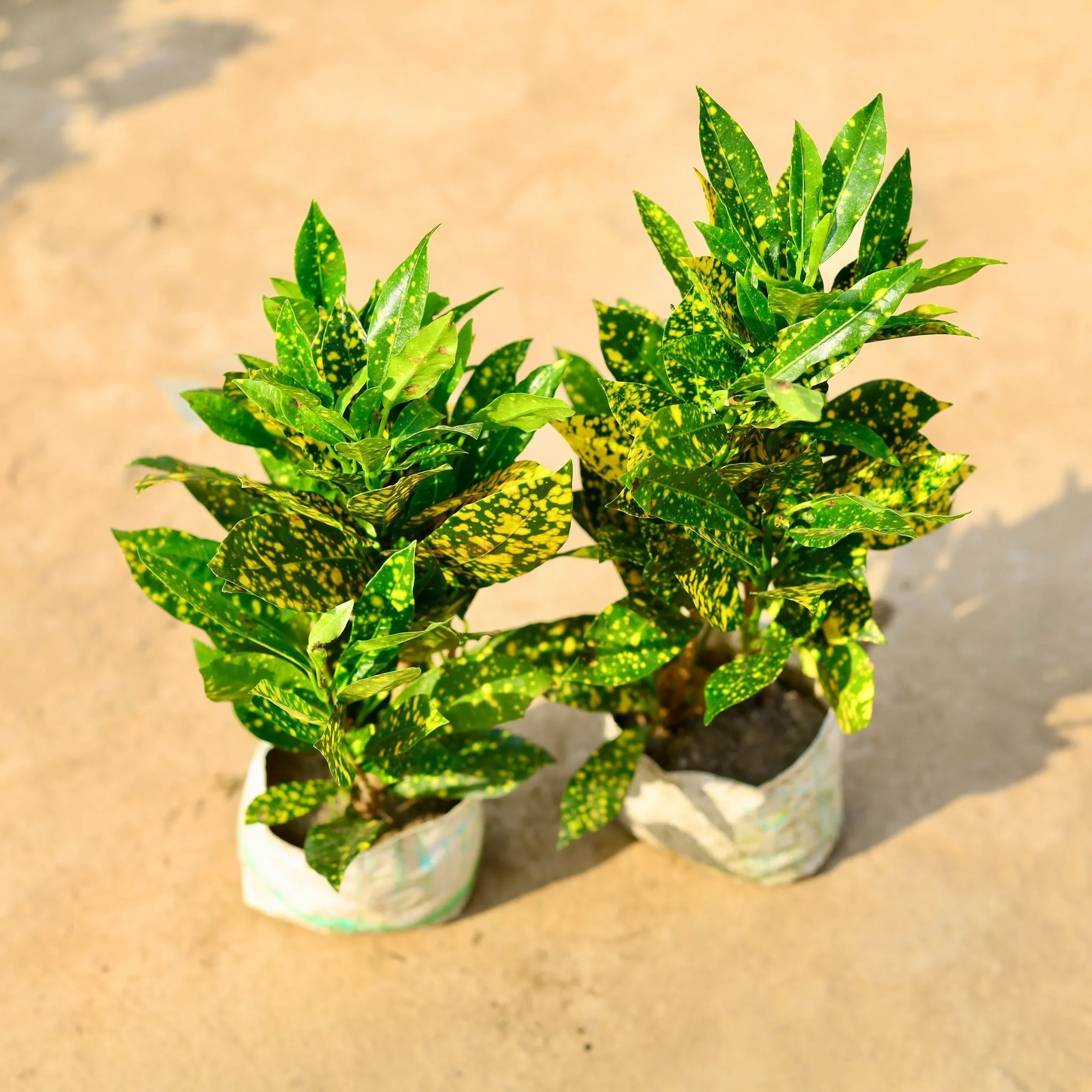 Set of 2- Baby Croton Gold Star in 4 Inch Nursery Bag