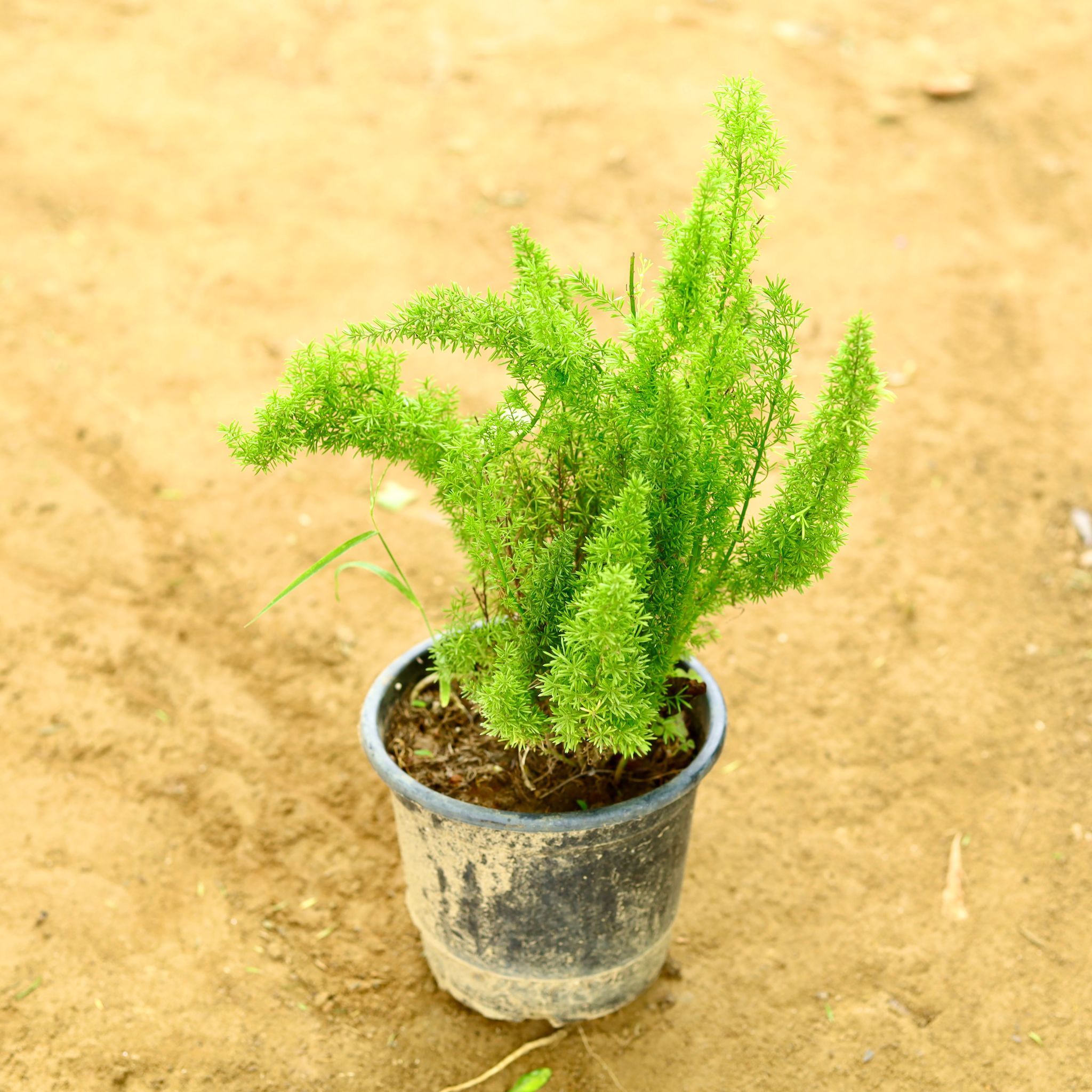 Asparagus Mary in 6 Inch Nursery Pot
