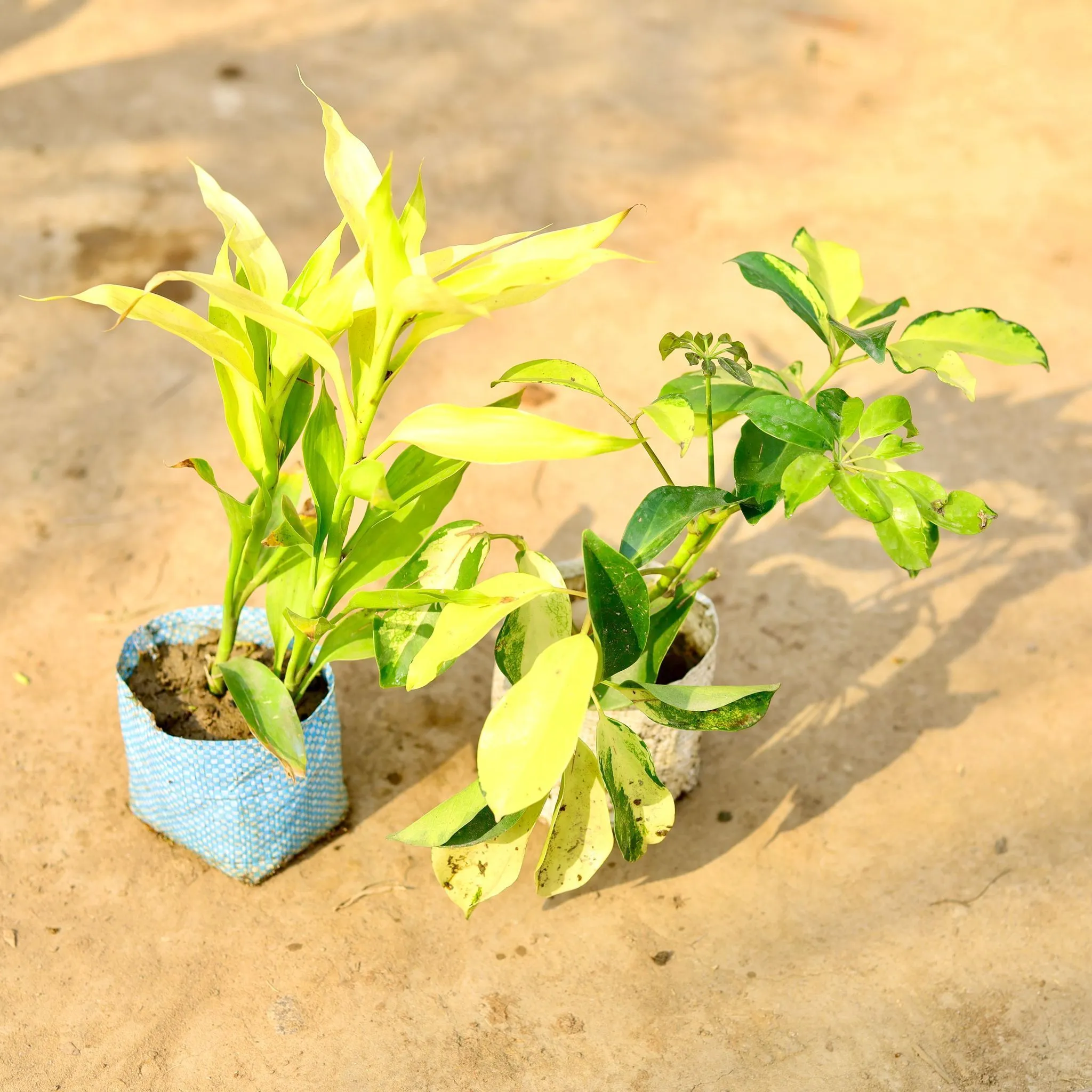 Set of 2 - Schefflera Brassia & Lucky Bamboo Golden in 4 inch Nursery bag