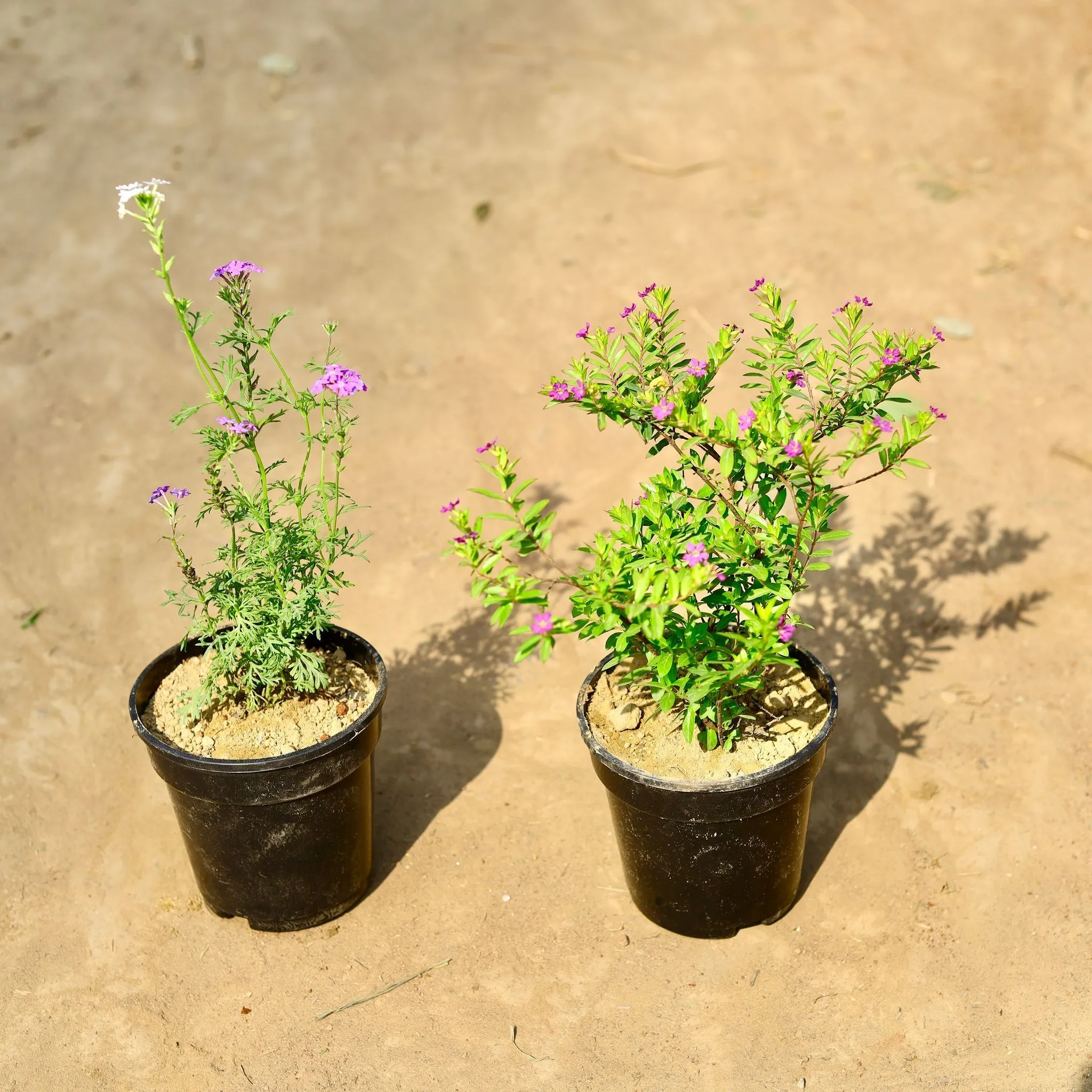 Set of 2 - Verbena & Kulfa / Purslane in 5 inch Nursery pot