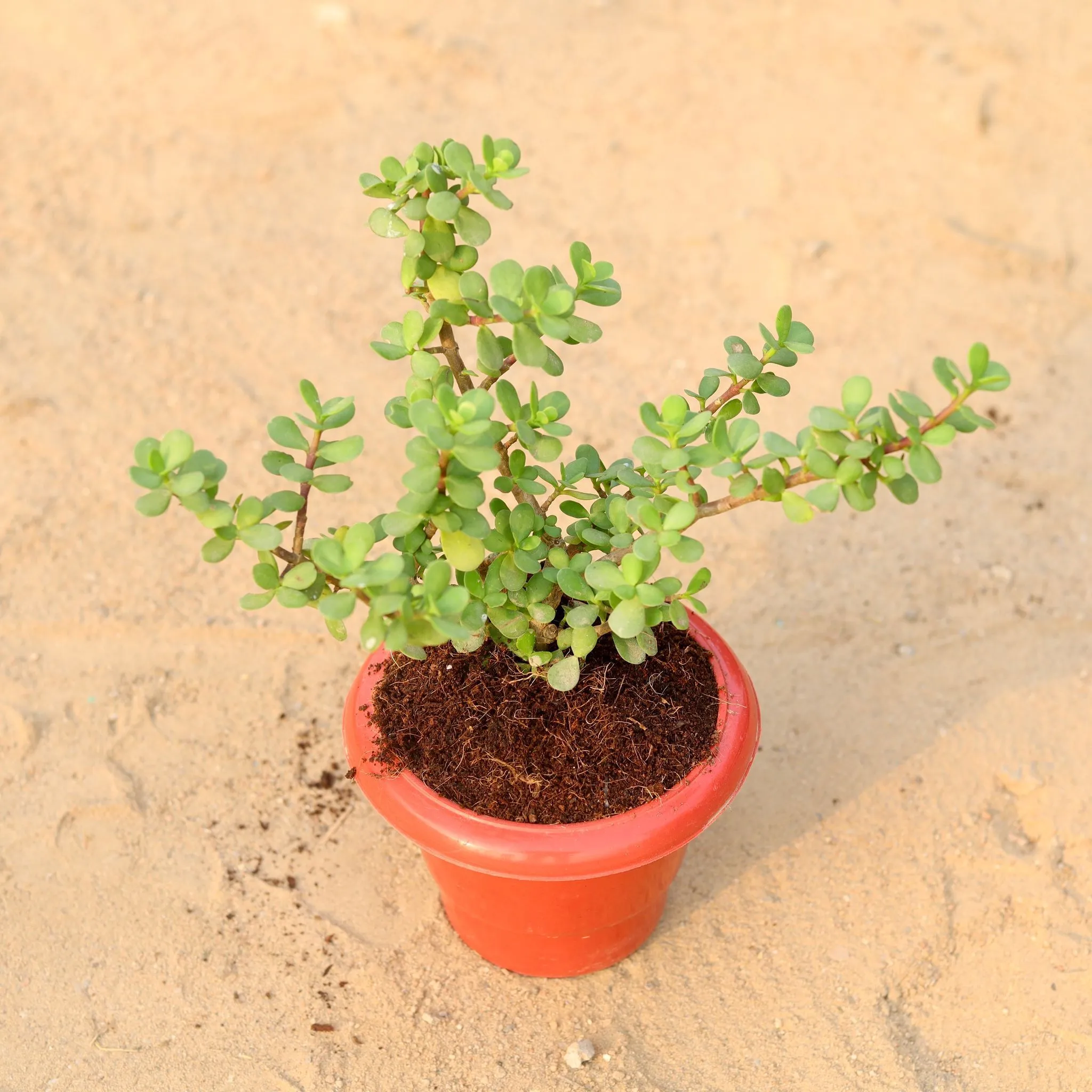 Jade Plant in 6 Inch Classy Red Plastic Pot