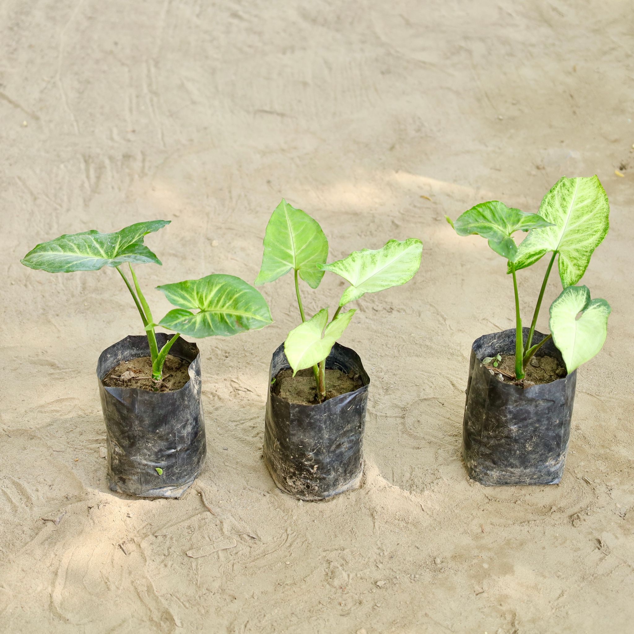Set of 3 - Syngonium (Any Colour) in 4 Inch Nursery bag