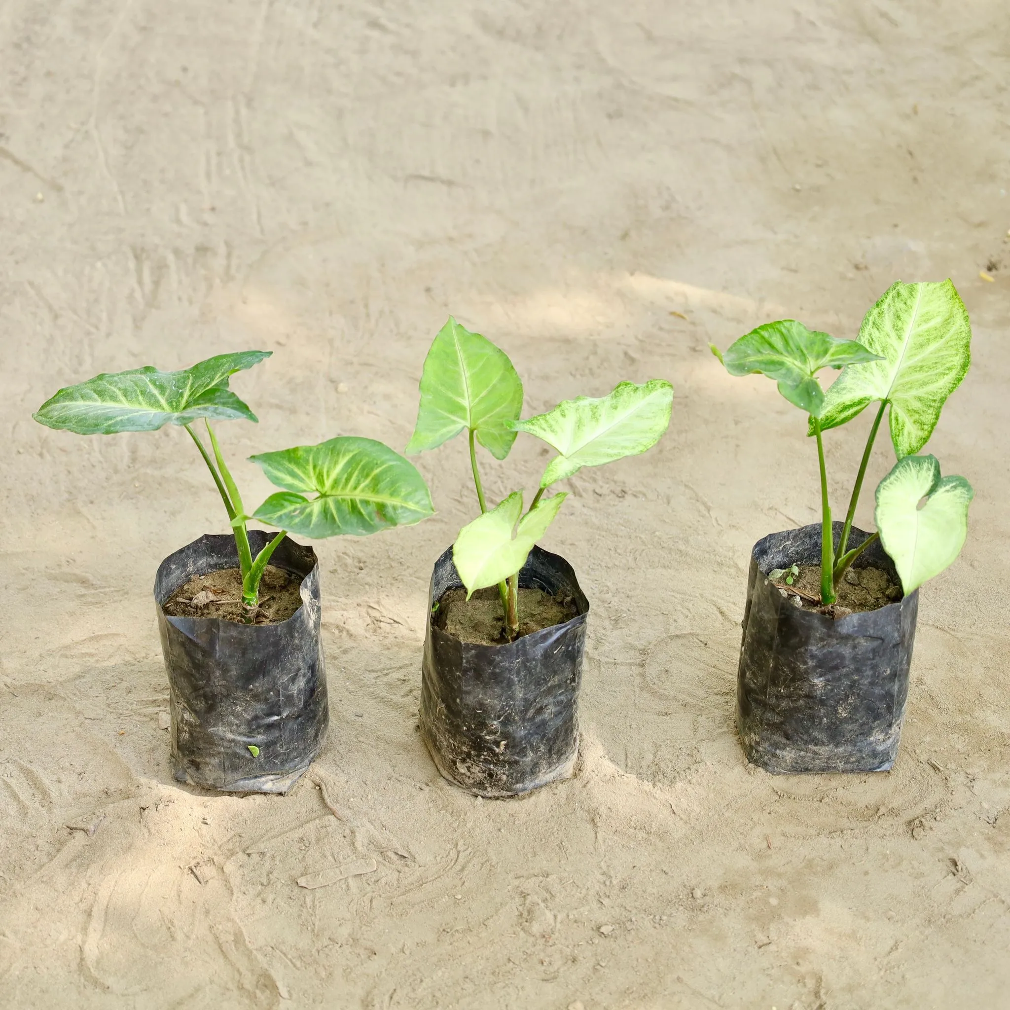 Set of 3 - Syngonium (Any Colour) in 4 Inch Nursery bag
