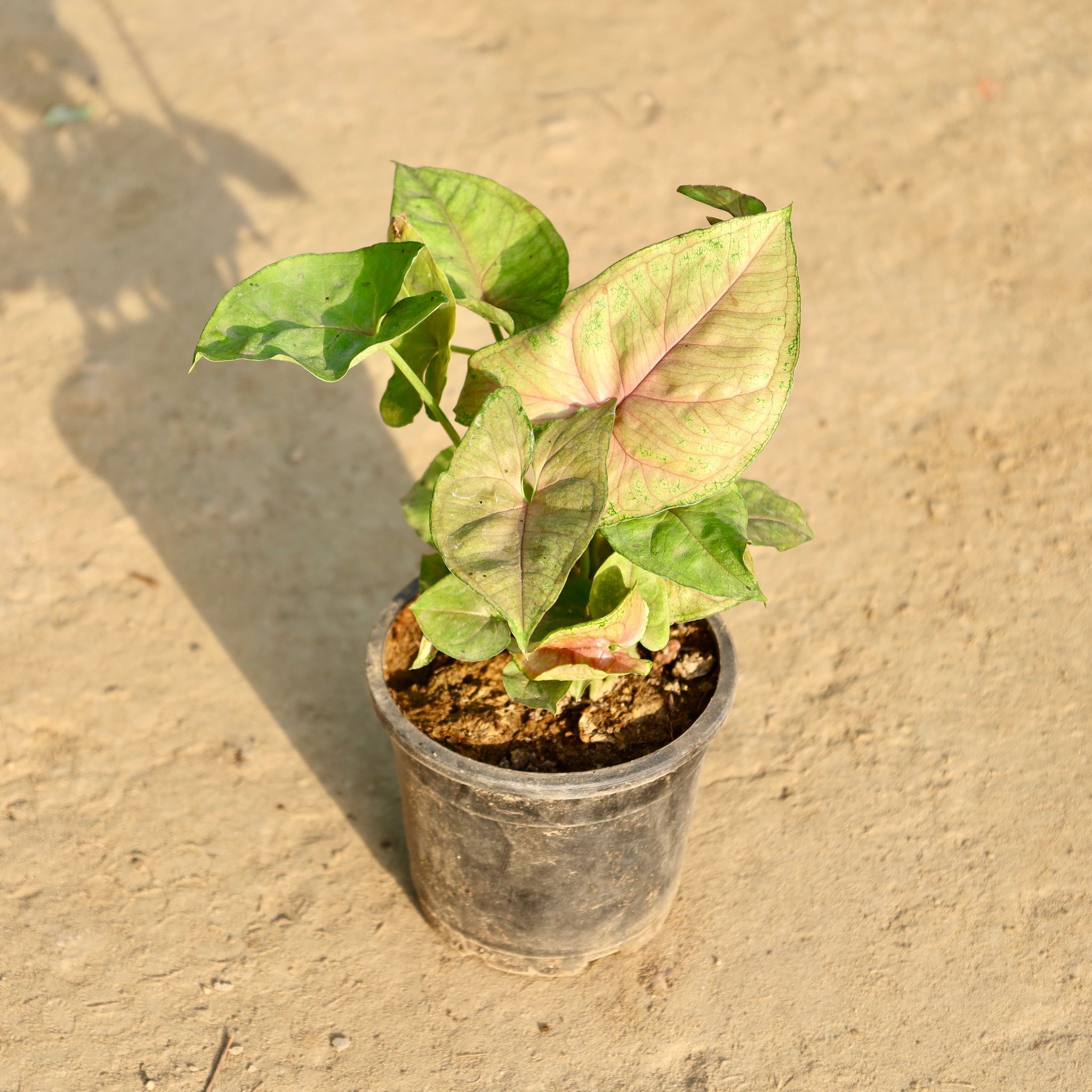 Syngonium White in 4 Inch Nursery Pot