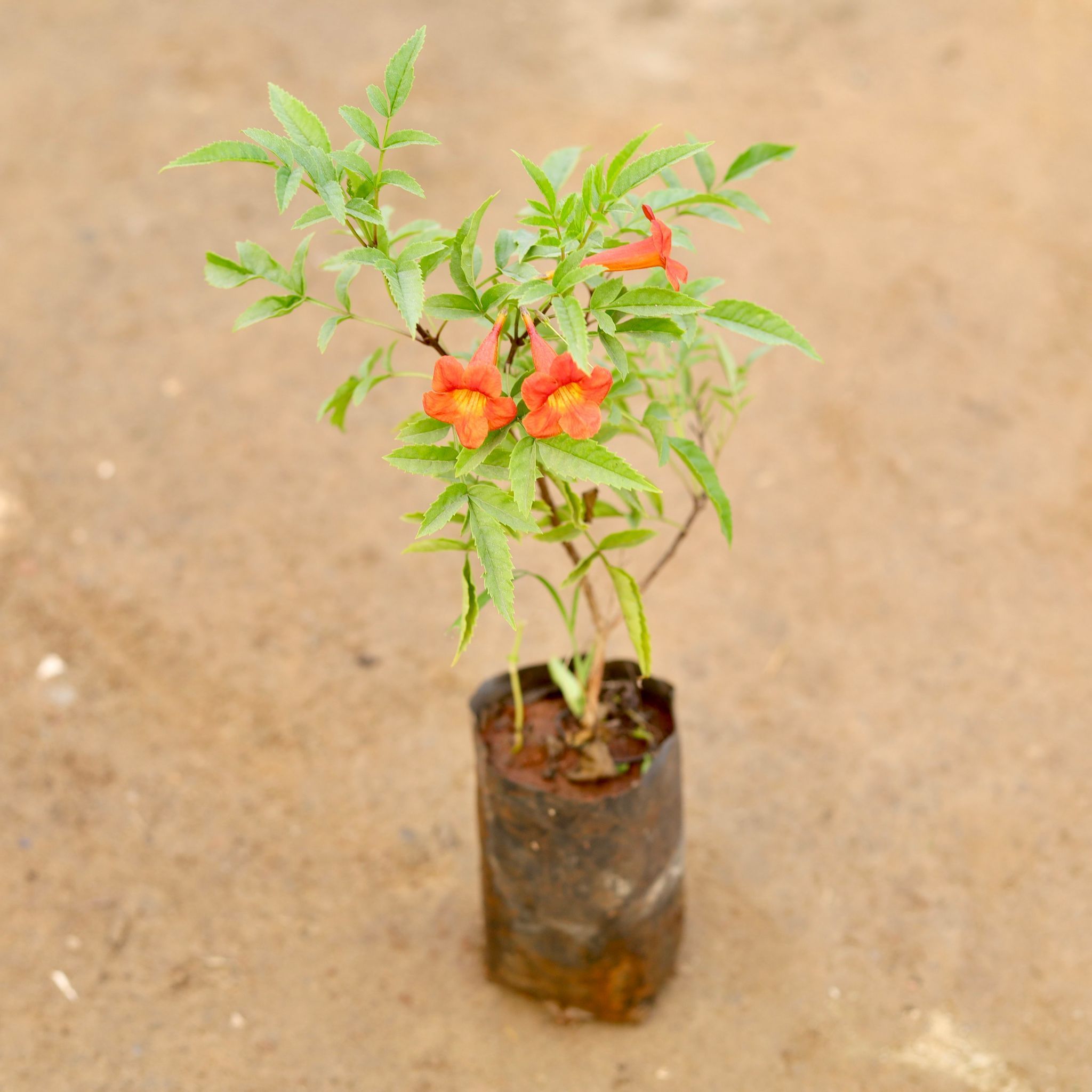Tecoma Compensis red Pune Variety in 6 Inch Nursery Bag