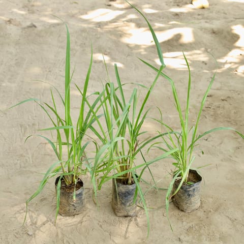 Set of 3 - Lemon Grass in 4 Inch Nursery bag
