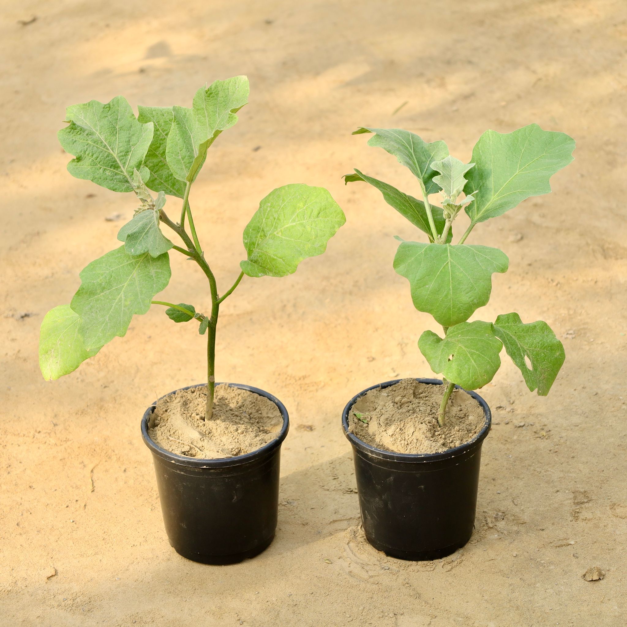 Set of 2 - Brinjal / Baigan in 6 Inch Nursery Pot