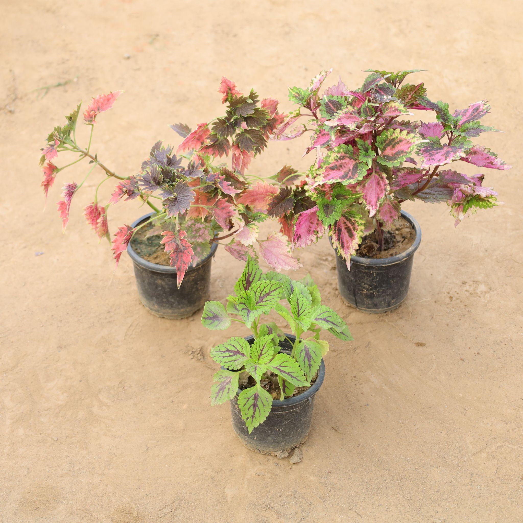 Set of 3 - Coleus (Any Colour) in 4 Inch Nursery Pot