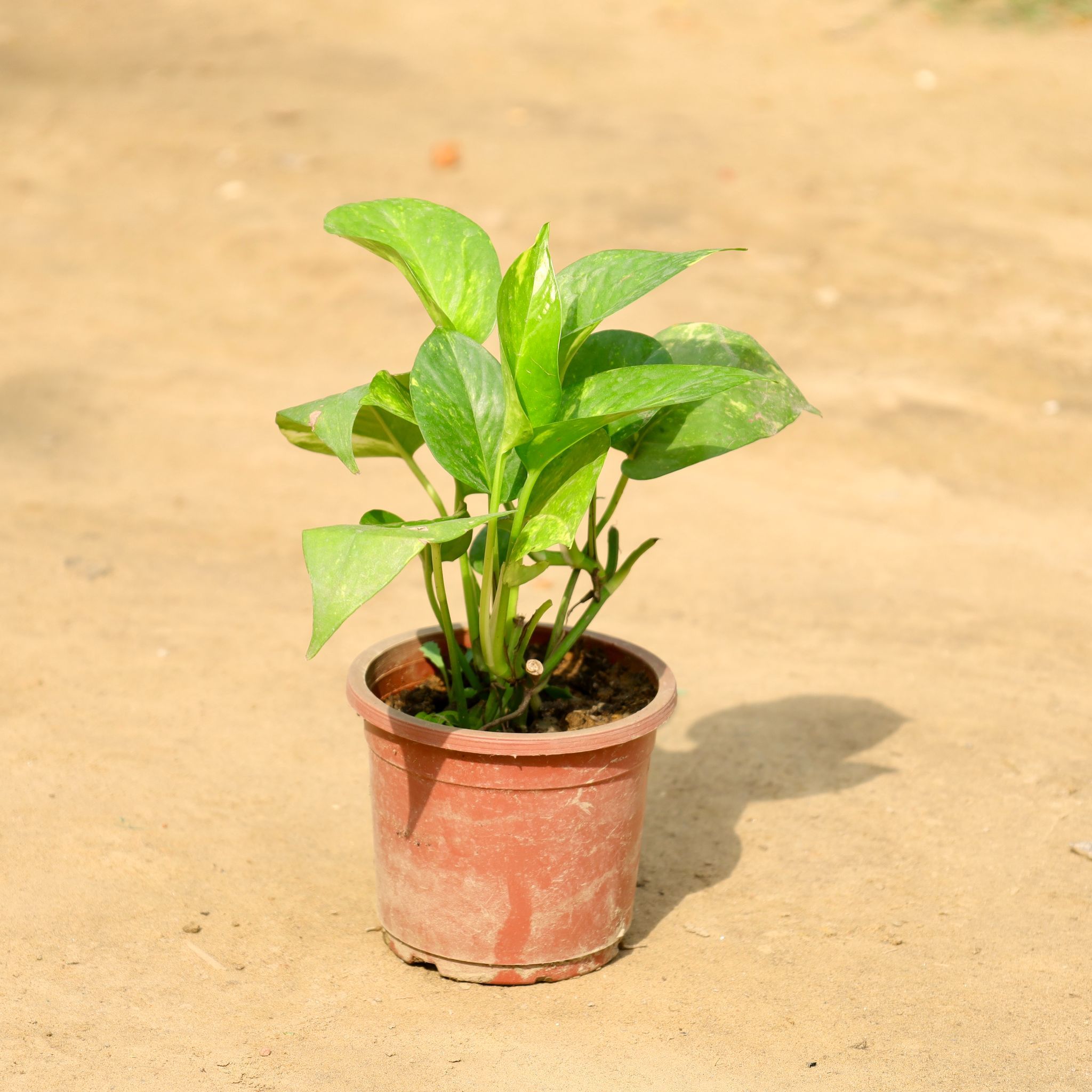 Money Plant in 4 Inch Nursery Pot