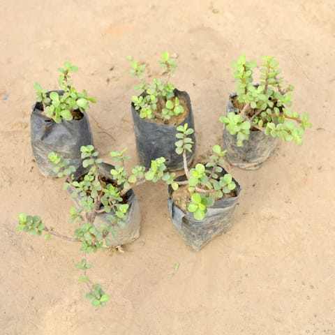 Set of 5 - Jade Plants in 4 Inch Nursery bag