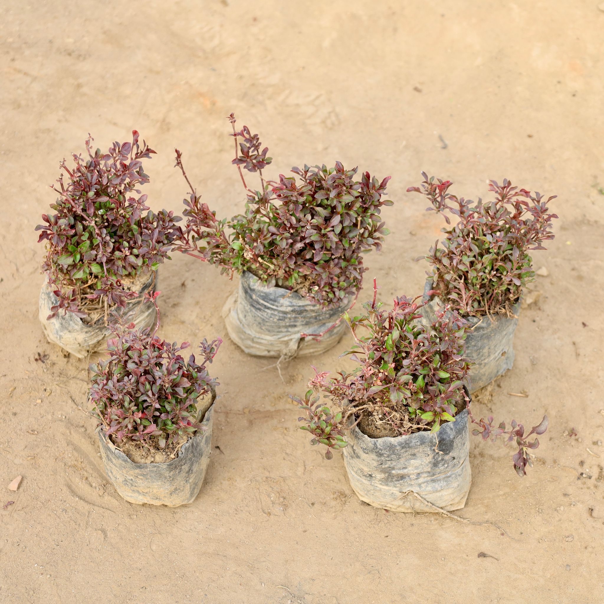 Set of 5 - Alternanthera Red in 4 Inch Nursery bag