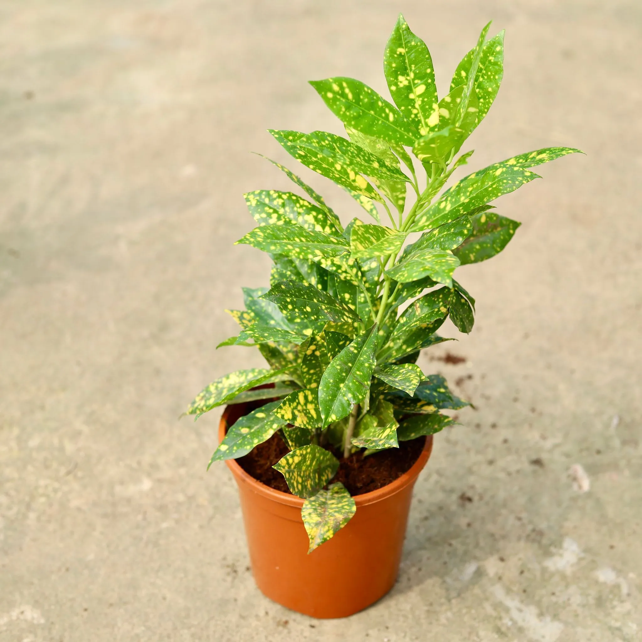 Baby Croton Gold Star in 6 Inch Red Nursery Pot