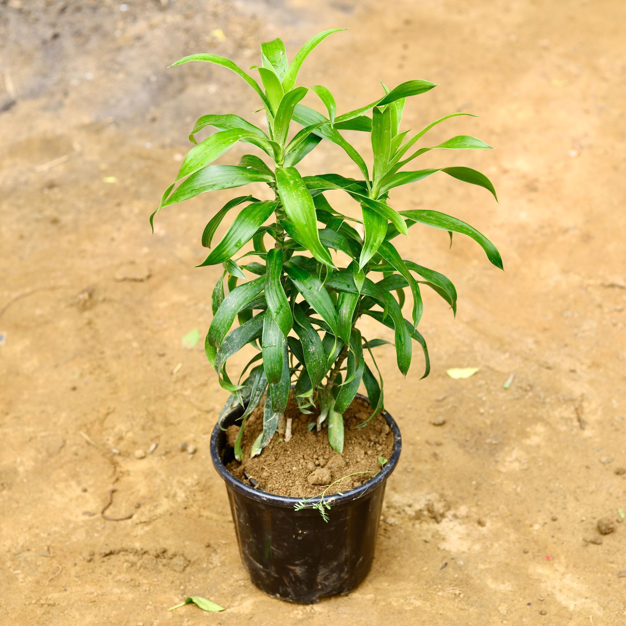 Dracaena Green in 8 Inch Nursery Pot