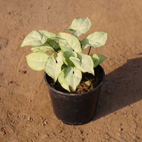 Syngonium White in 5 Inch Nursery Pot
