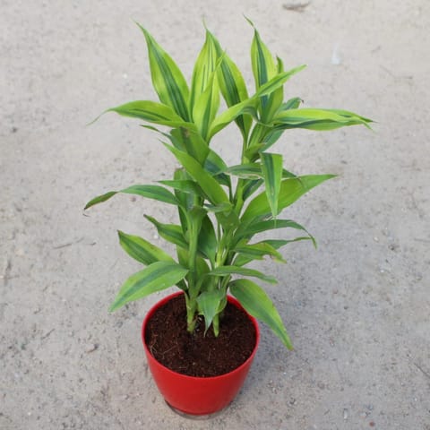 Lucky Bamboo in 4 Inch Red Premium Orchid Round Plastic Pot