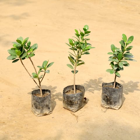 Set of 3 - Ficus Long Island in 4 Inch Nursery Bag