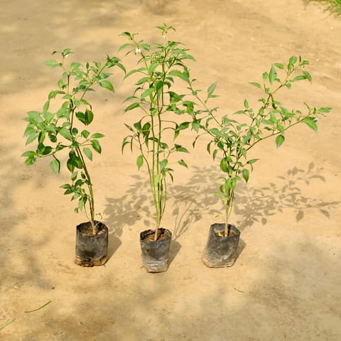 Set of 3 - Green Chilli Plants in 4 Inch Nursery Bag