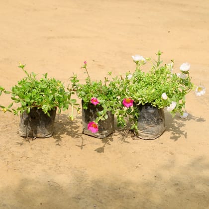 Buy Set of 3 - Kulfa / Purslane in 4 Inch Nursery Bag Online | Urvann.com
