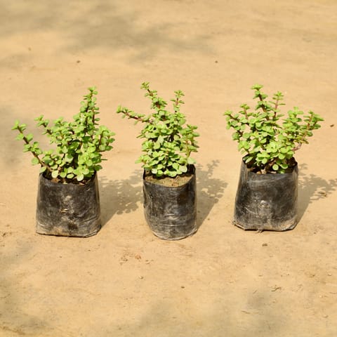 Set of 3 - Jade Plants in 4 Inch Nursery Bag