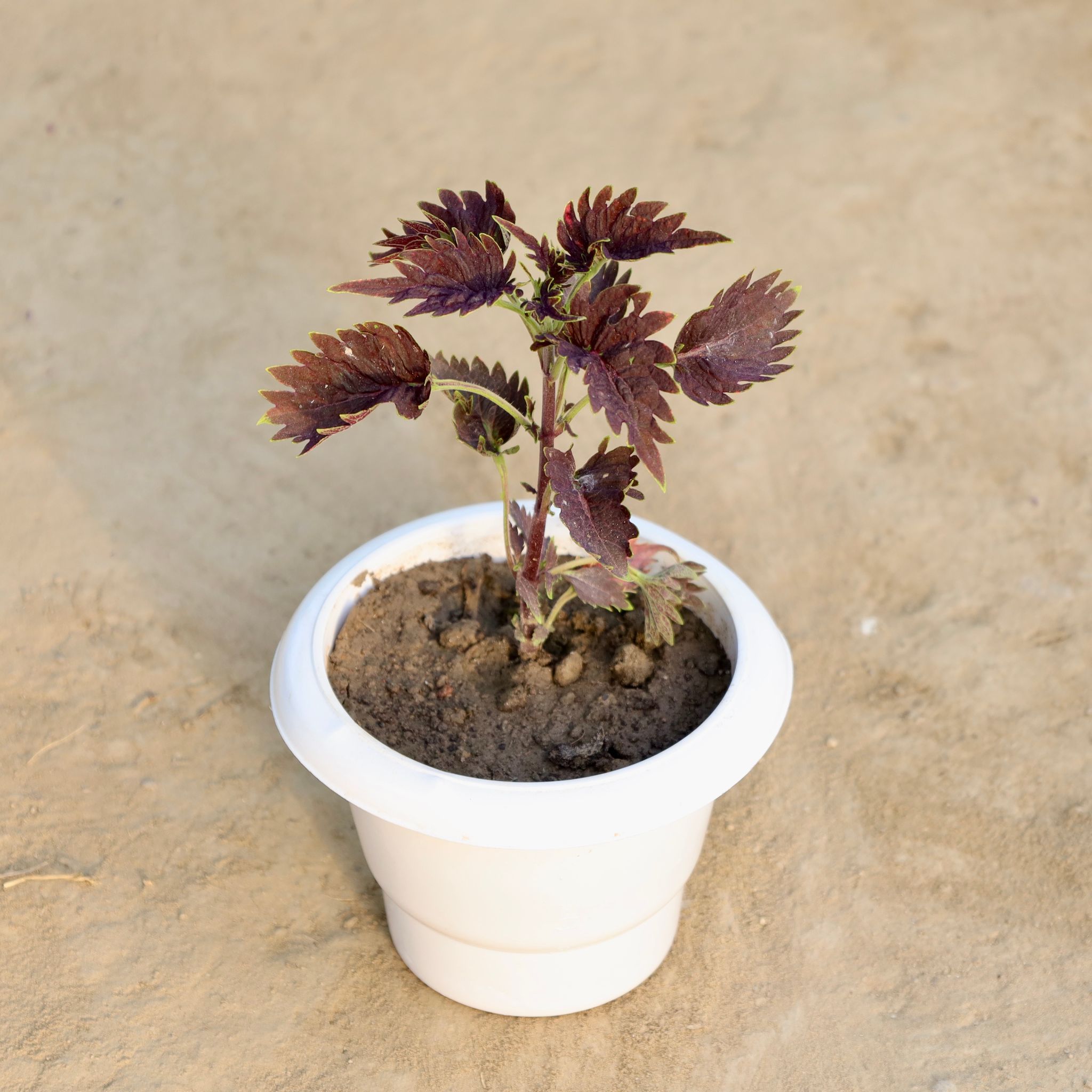 Coleus (Any Colour) in 6 Inch White Classy Plastic Pot