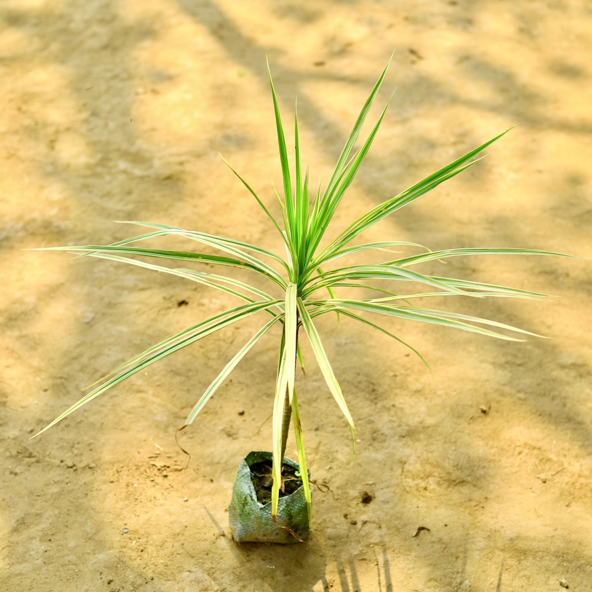 Dracaena Marginata / Colorama Green in 4 Inch Nursery Bag