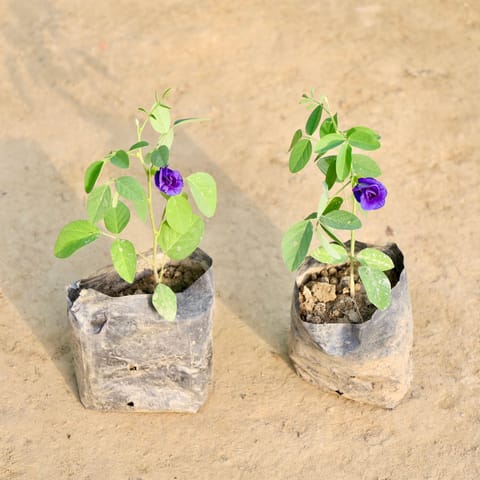 Set of 2 - Aparajita / Asian Pigeonwings (Any Colour) in 4 Inch Nursery Bag