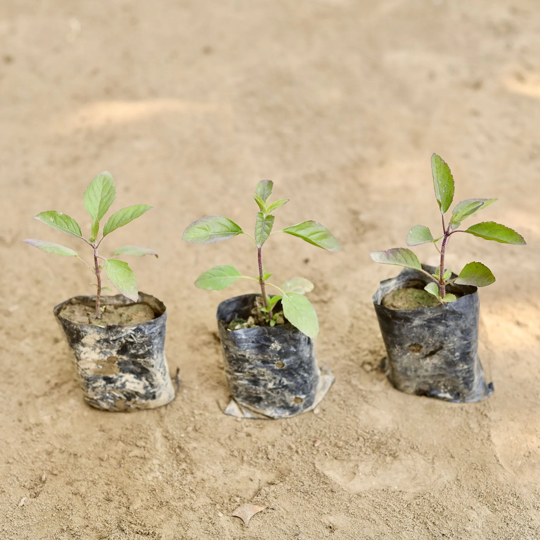 Set of 3 - Shyama Tulsi in 3 Inch Nursery bag