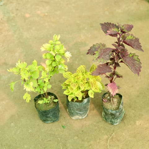 Set of 3 - Coleus (Any Colour) (Any Design) in 3 Inch Nursery Bag