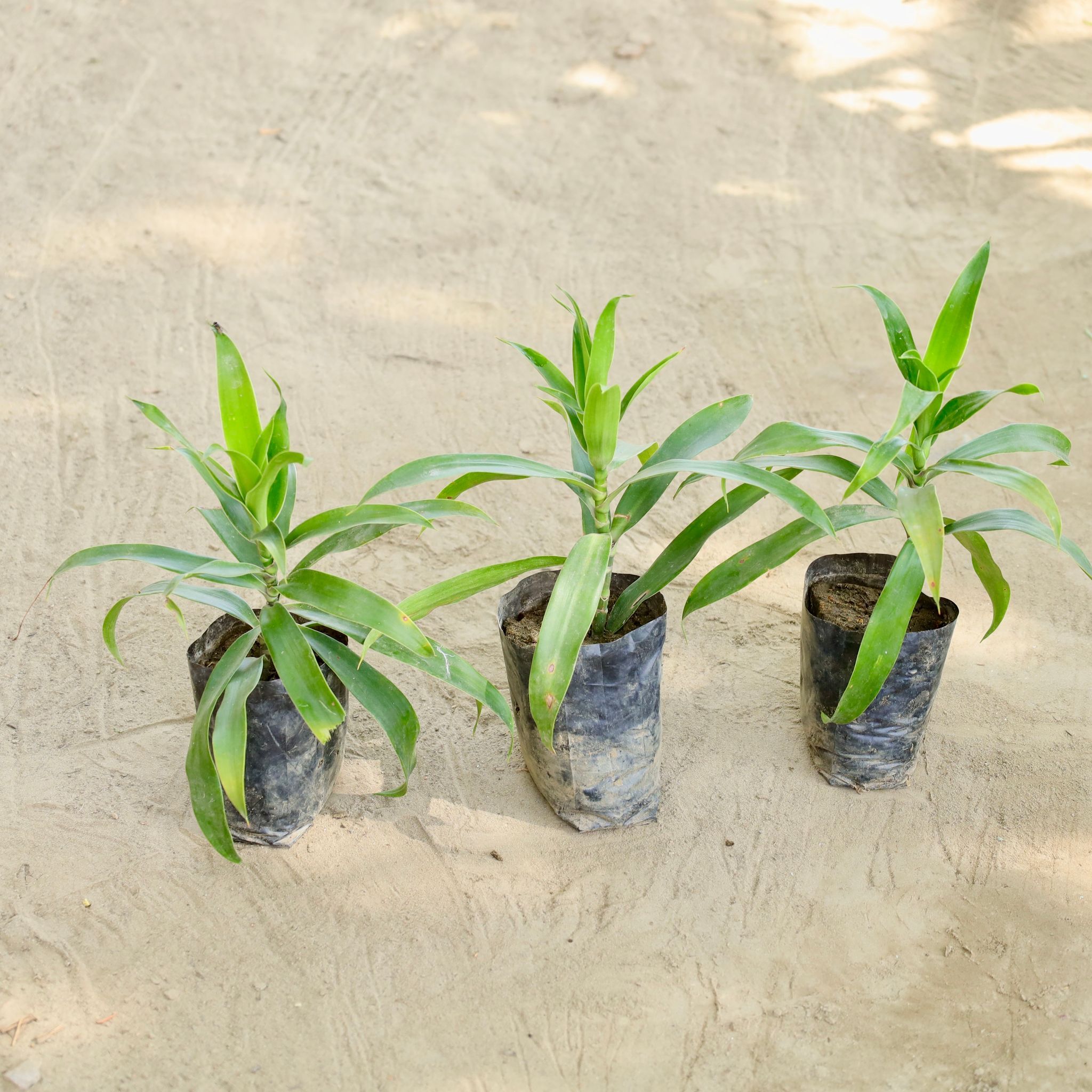 Set of 3 - Dracaena Reflexa  in 4 Inch Nursery bag