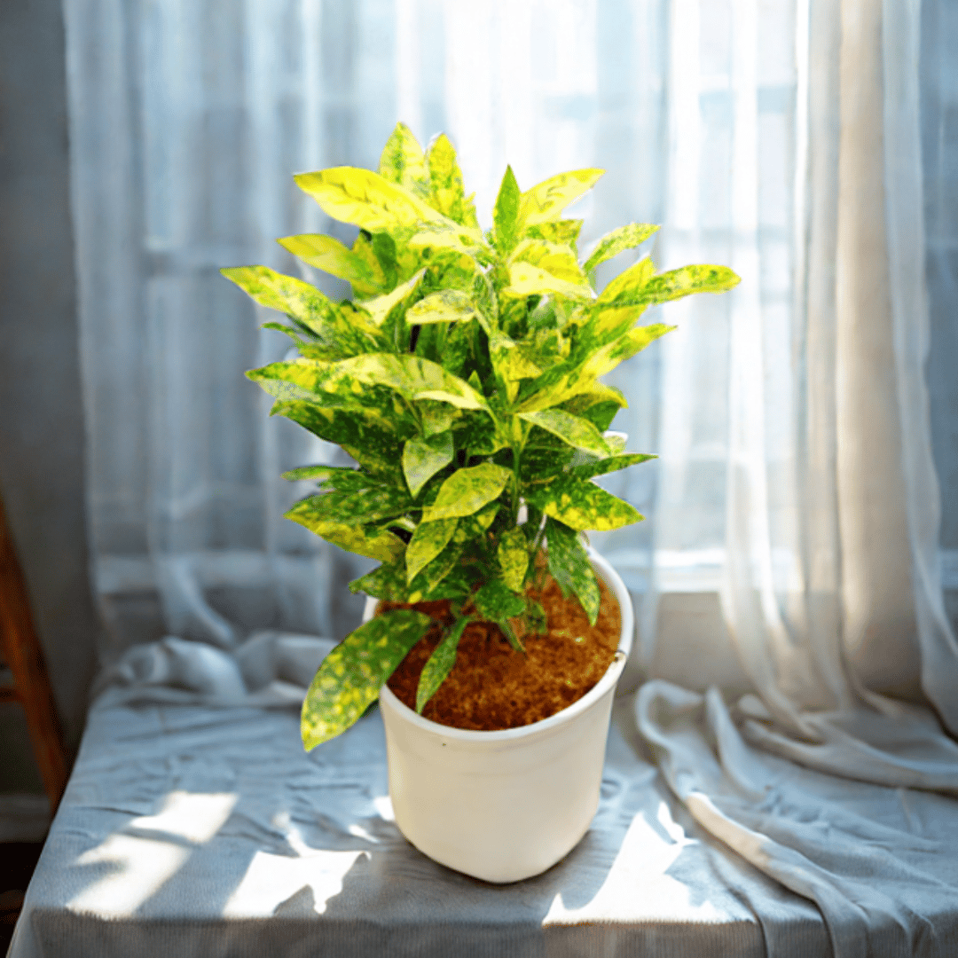 Baby Croton in 5 Inch White Nursery Pot