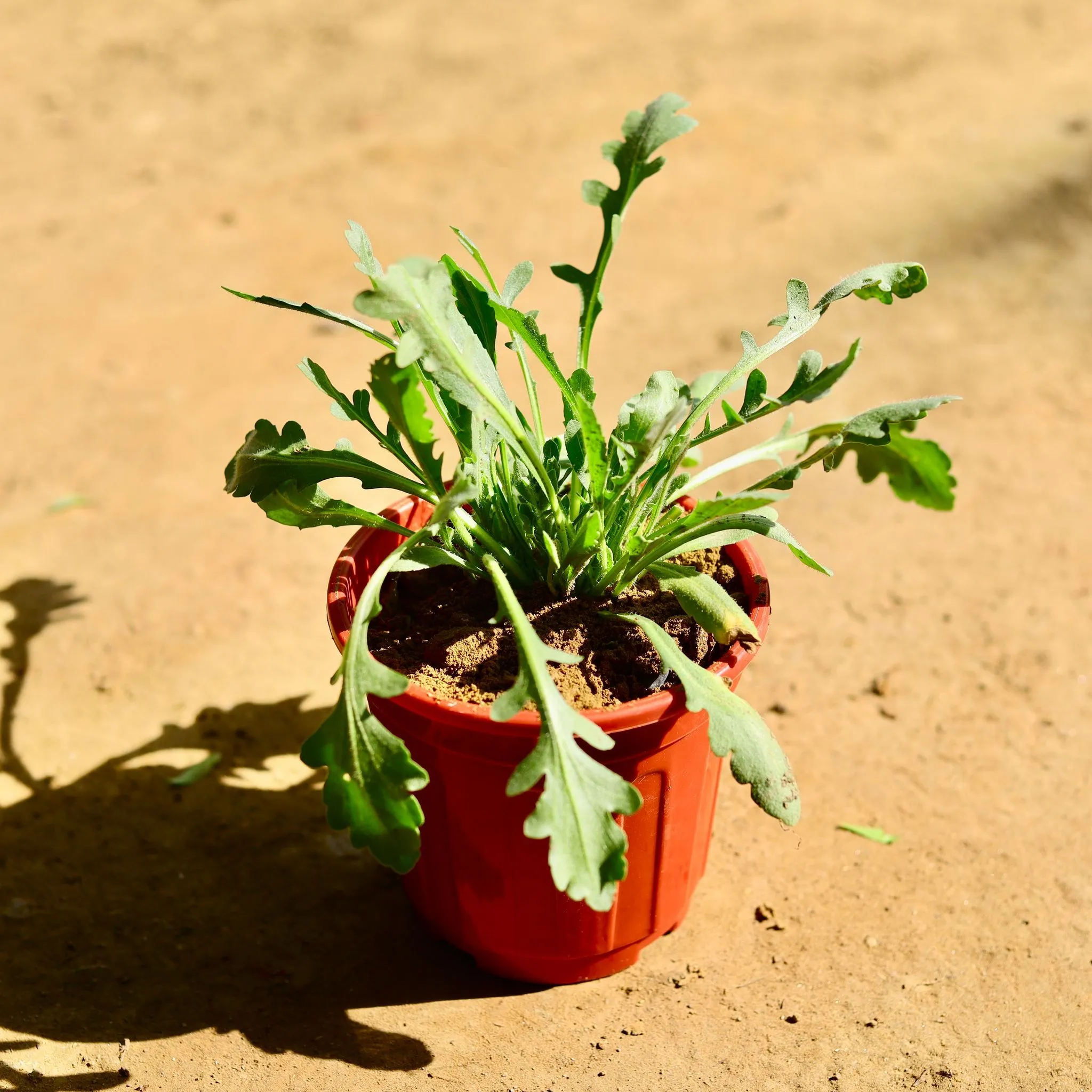 Gaillardia / Blanket Flower (any colour) in 6 Inch Red Super Nursery Pot