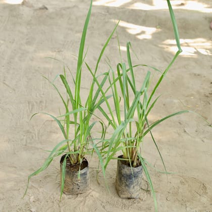 Buy Set of 2 - Lemon Tree (Any Colour) in 4 Inch Nursery bag Online | Urvann.com