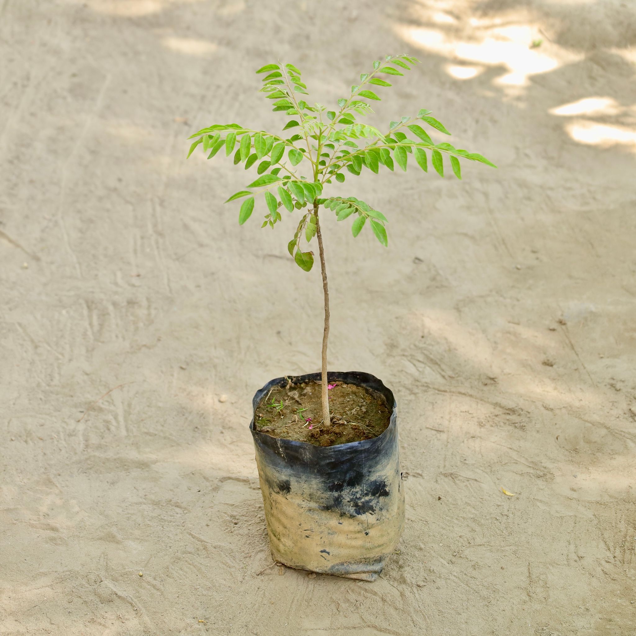 Curry Patta in 7 Inch Nursery bag