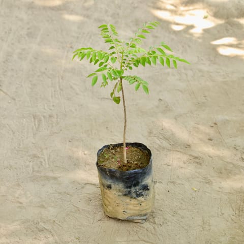 Curry Patta in 7 Inch Nursery bag