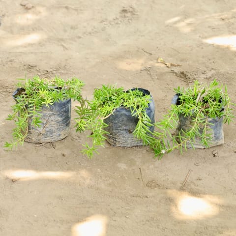 Set of 3 - Portulaca desi (Any Colour) in 4 Inch Nursery bag