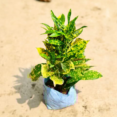 Baby Croton Gold Dust in 4 Inch Nursery Bag