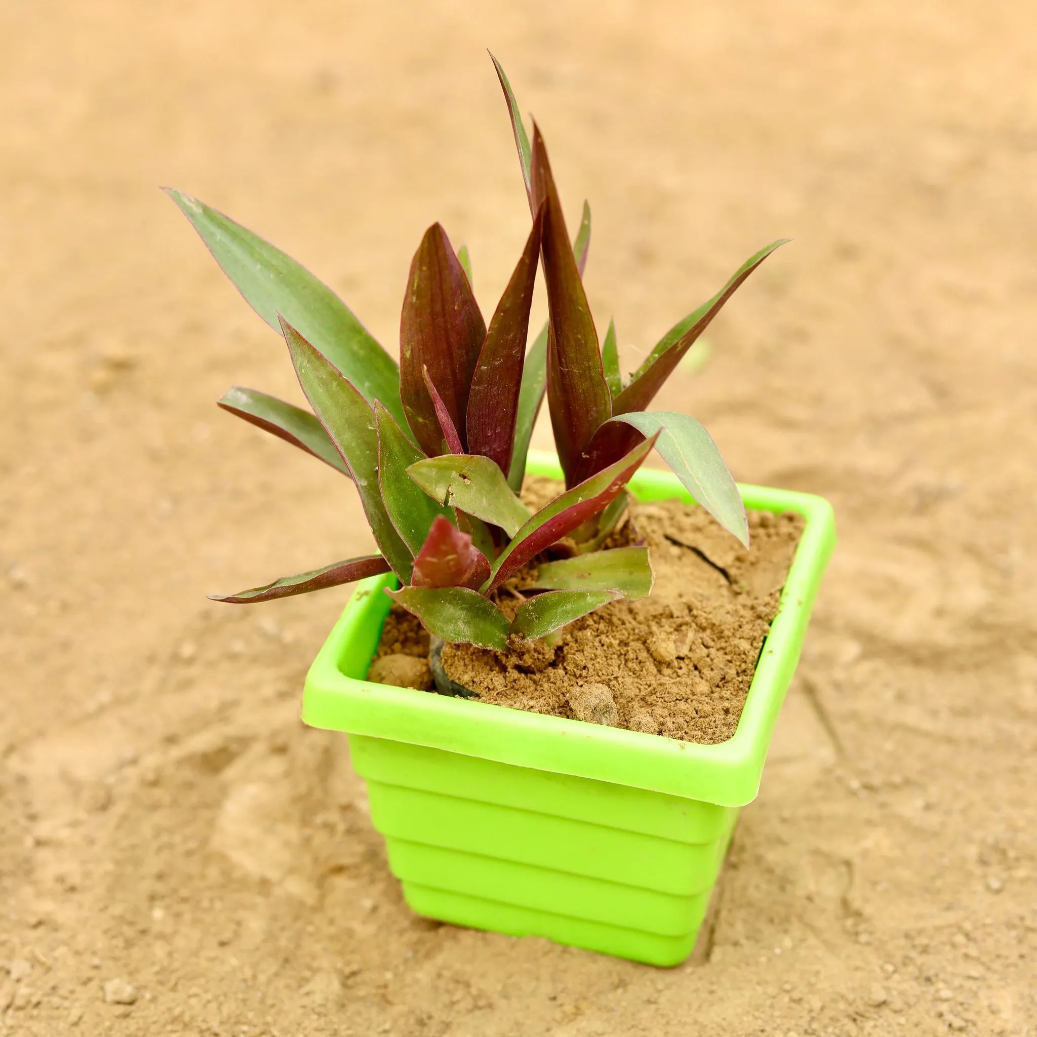 Rhoeo / Durangi in 4 Inch Green Premium Orchid Square Plastic Pot